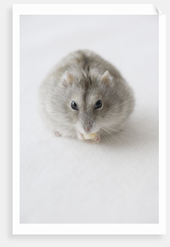Hamster Eating Cheese by Anonymous