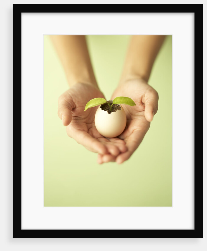 Seedling by Anonymous