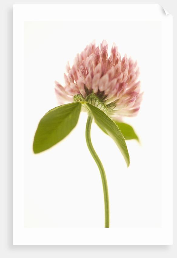 Pink Clover Flower by Anonymous