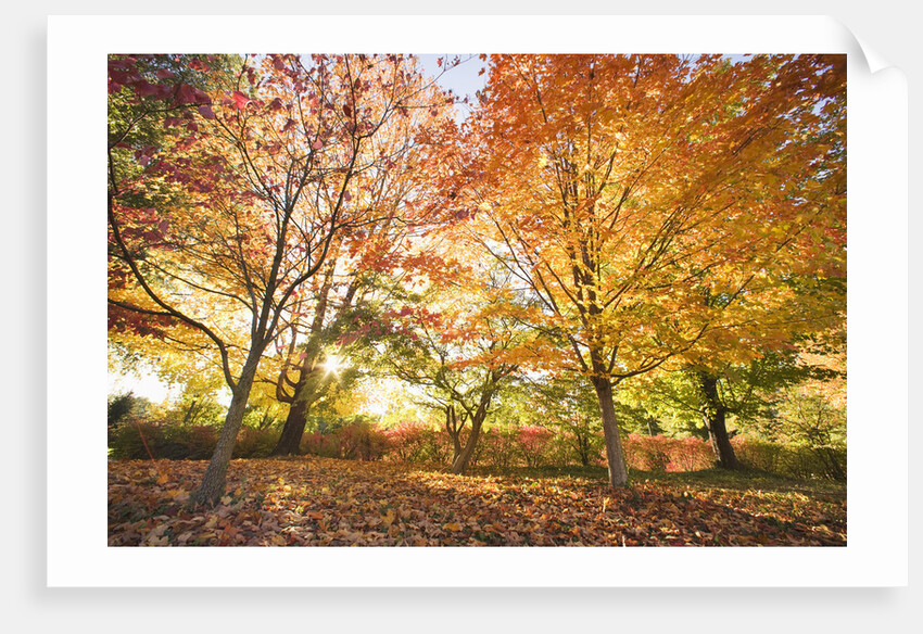 Trees in Autumn by Anonymous