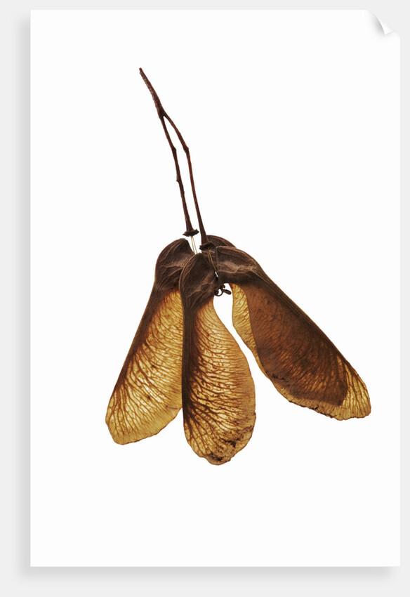 Maple Seeds by Anonymous