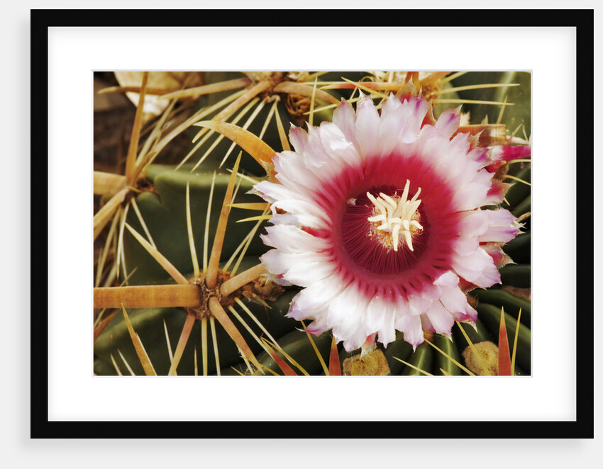 Cactus Flower and Thorns by Anonymous