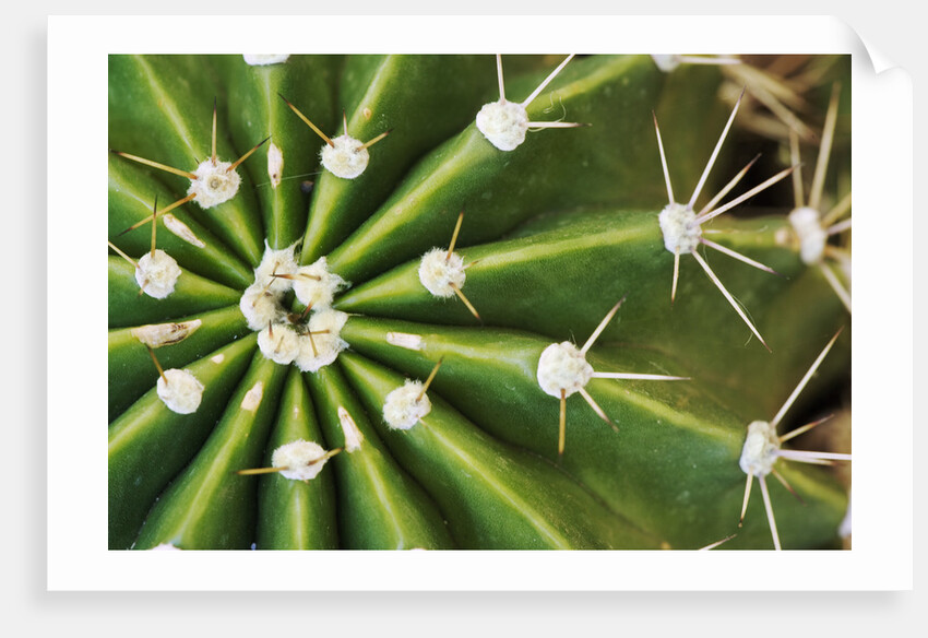 Cactus Thorns by Anonymous