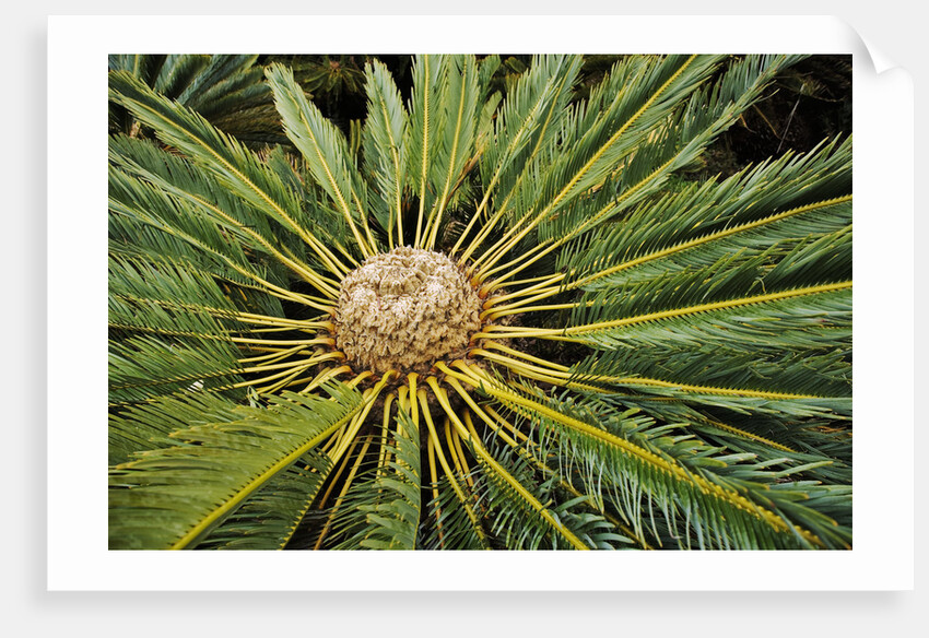 White-haired Cycad by Anonymous