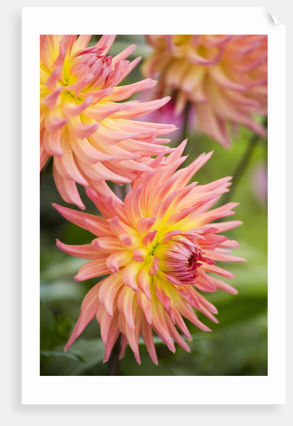 Dahlia 'Karma Sangria' in Bloom by Anonymous