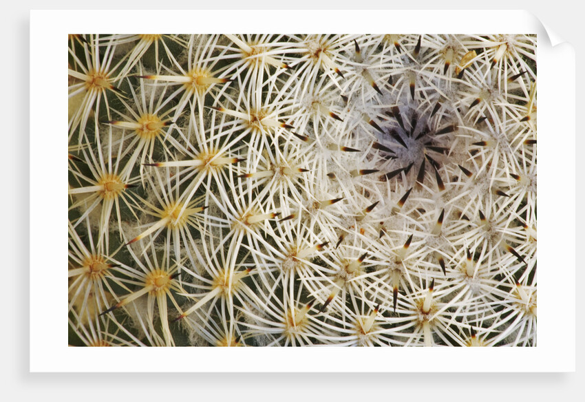 Cactus Thorns by Anonymous