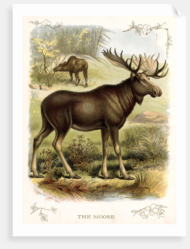 Moose by Anonymous