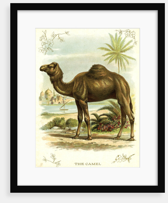 Lithograph of Camel by Anonymous