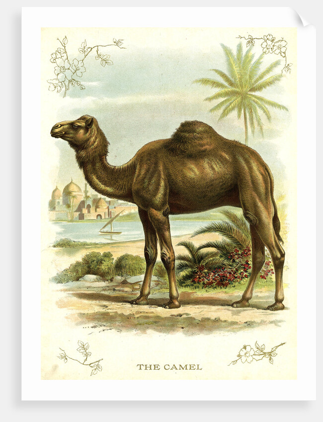 Lithograph of Camel by Anonymous