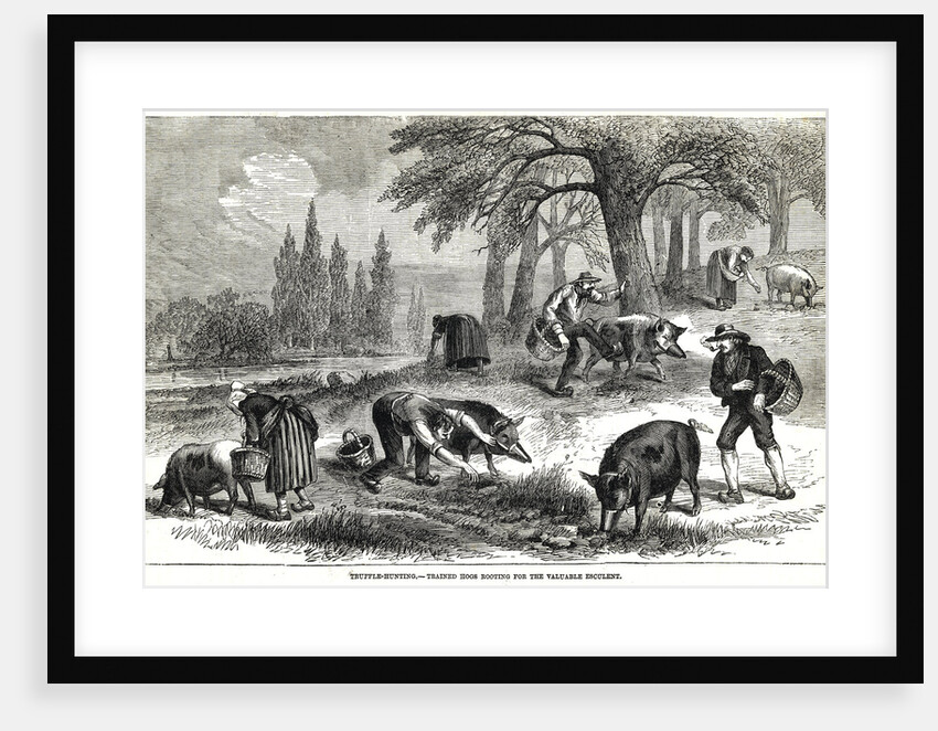 Illustration of Pigs Truffle Hunting by Anonymous