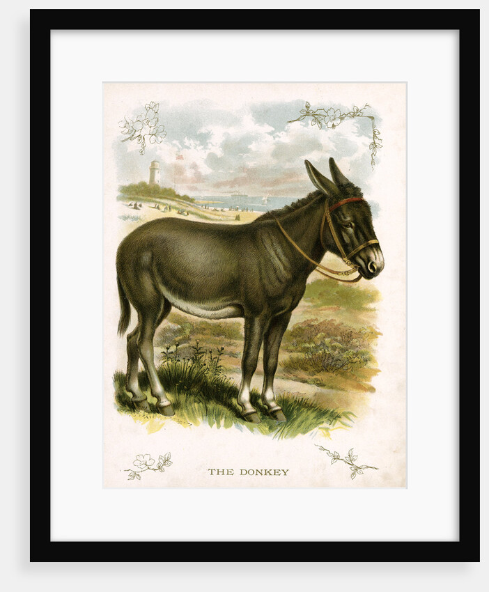 Illustration of Donkey by Anonymous
