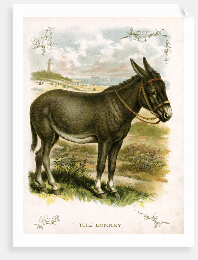 Illustration of Donkey by Anonymous