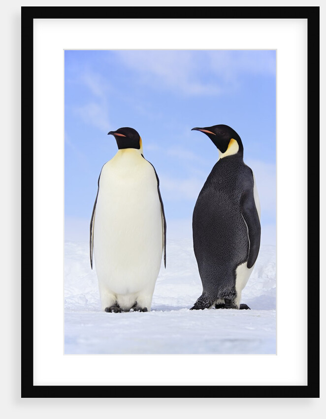 Emperor Penguins by Anonymous