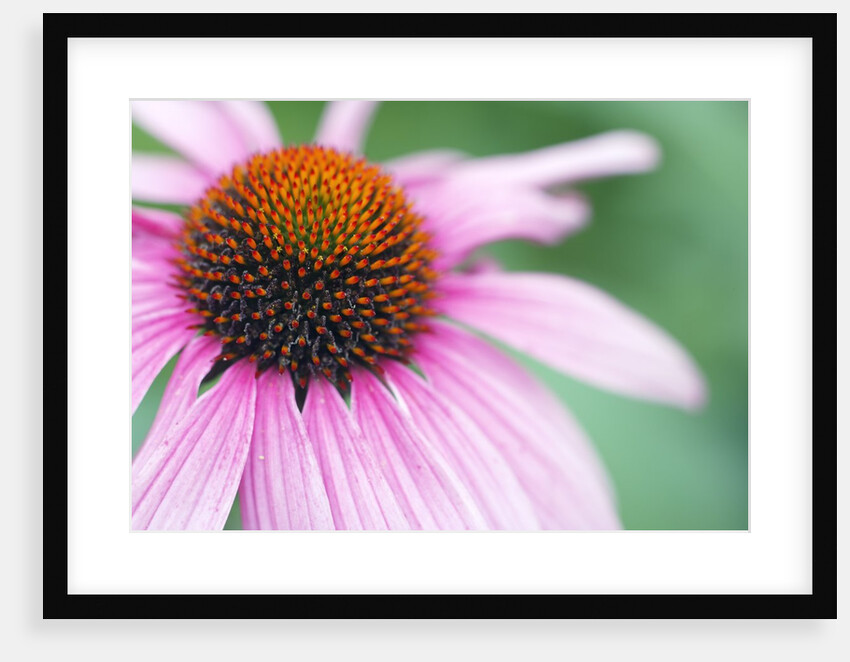 Close-Up of Echinacea Flower by Anonymous