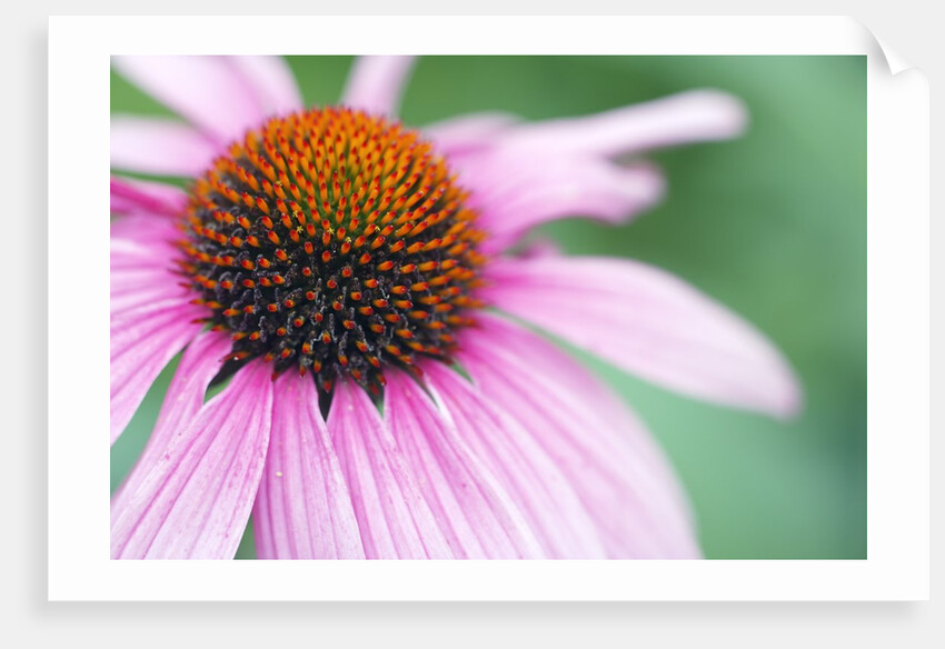 Close-Up of Echinacea Flower by Anonymous