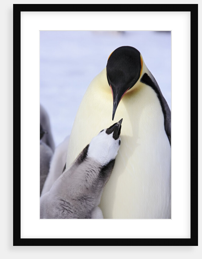 Emperor Penguin and Chick by Anonymous
