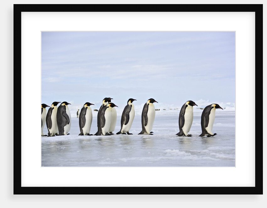 Line of Emperor Penguins by Anonymous
