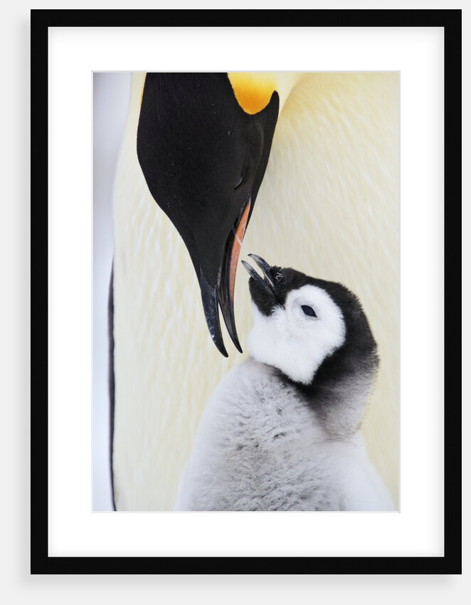 Emperor Penguin and Chick by Anonymous