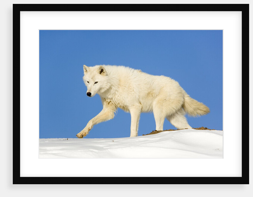 Arctic Wolf Against Blue Sky by Anonymous