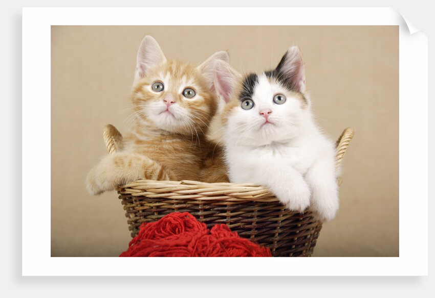 Two Kittens in a Basket by Anonymous
