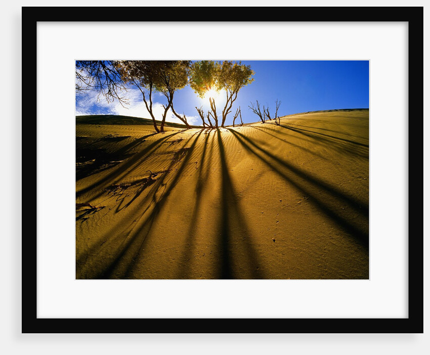 Poplar Trees on Sand Dunes in the Tengger Desert by Anonymous