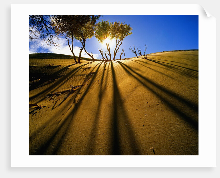 Poplar Trees on Sand Dunes in the Tengger Desert by Anonymous