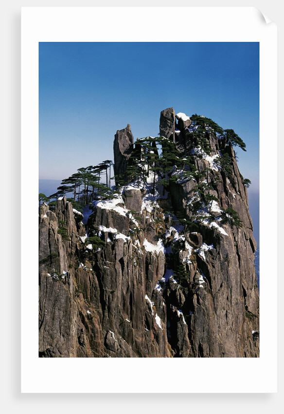 Pine Trees at Top of Yellow Mountains in Spring by Anonymous