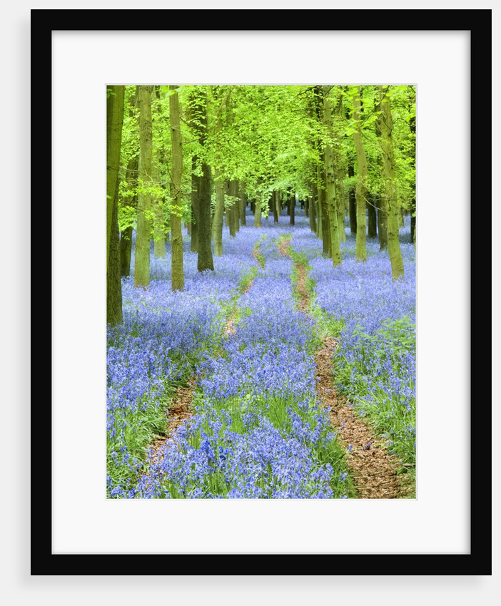 Path and Bluebells in Forest by Anonymous