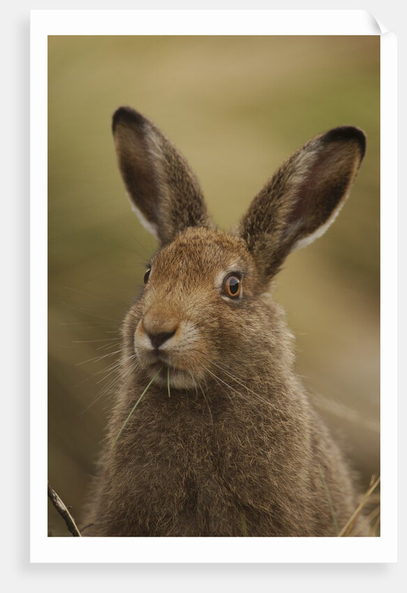 Mountain Hare with Summer Coat by Anonymous