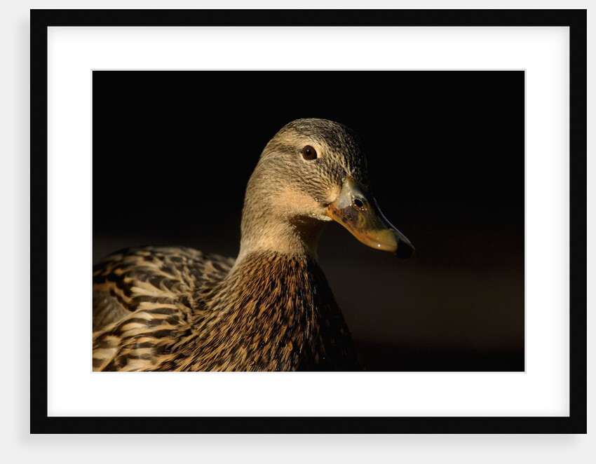 Female Mallard by Anonymous