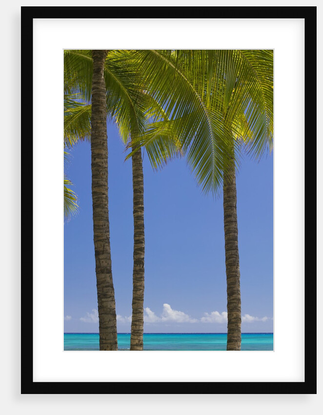 Palm Trees on Beach by Anonymous