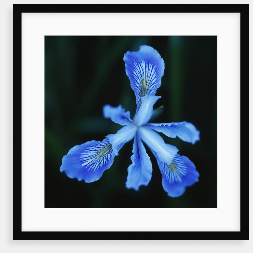 Blue Flower by Anonymous