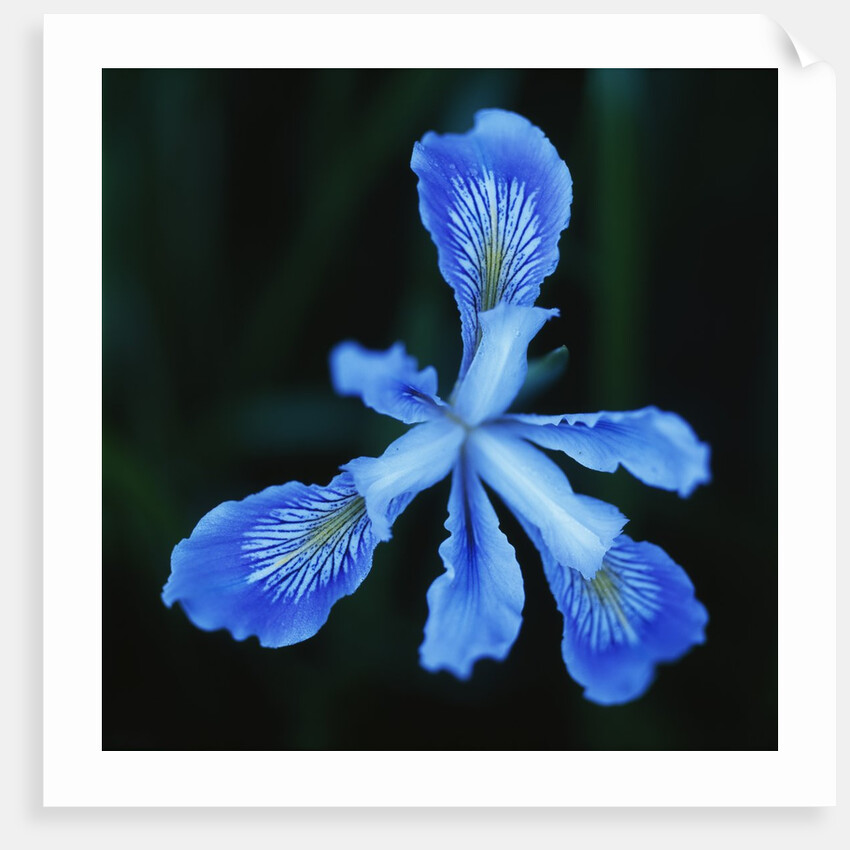 Blue Flower by Anonymous