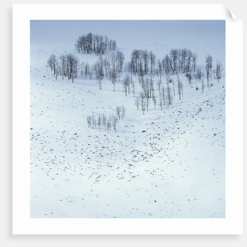 Arapaho National Forest by Anonymous