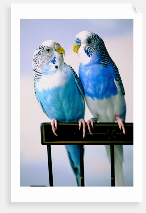 Pair of Parakeets Perching on Chair Back