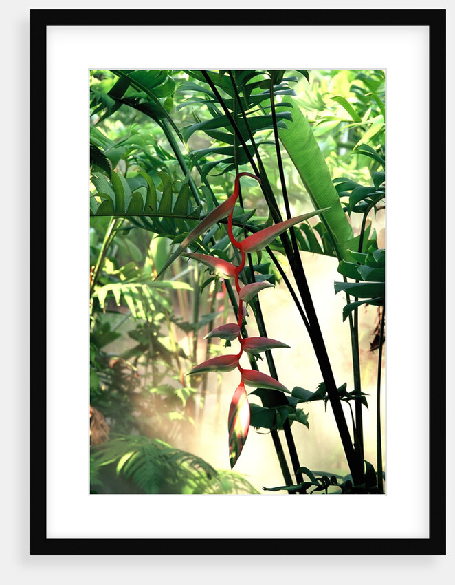 Heliconia Growing Among Tropical Ferns by Anonymous