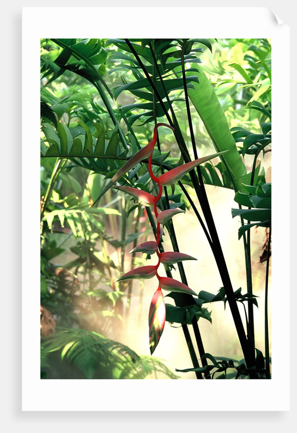 Heliconia Growing Among Tropical Ferns by Anonymous