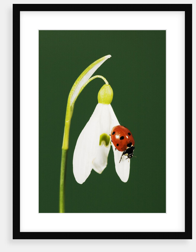 Ladybug on Snowflake Flower by Anonymous