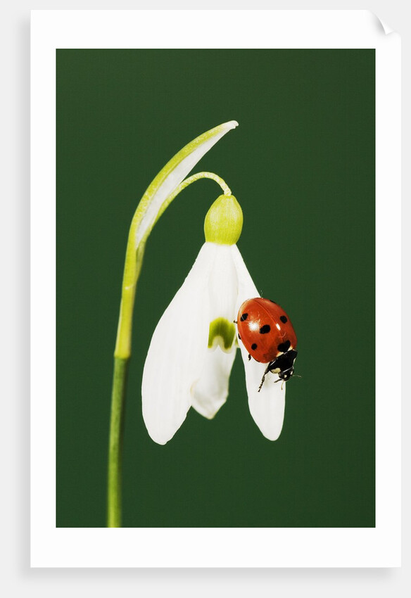 Ladybug on Snowflake Flower by Anonymous