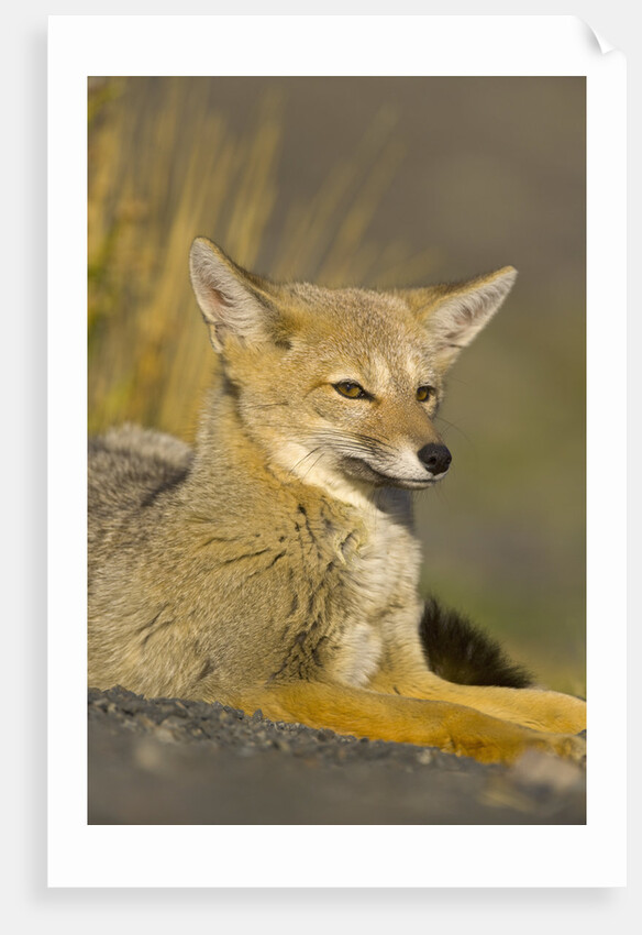 Alert Paragonian Grey Fox by Anonymous