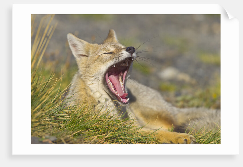 Paragonian Grey Fox Yawning by Anonymous