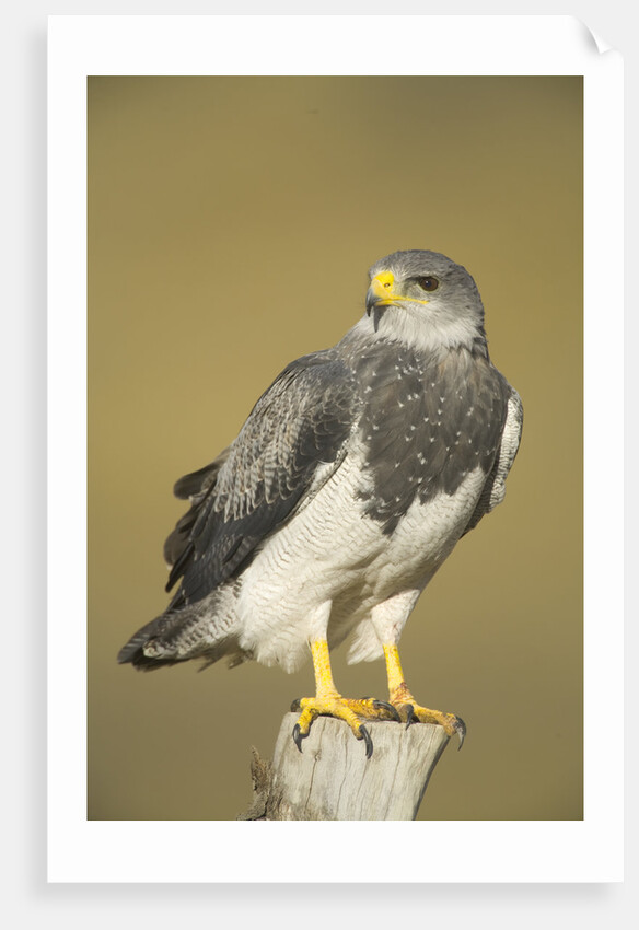 Black-chested Buzzard Eagle Perching on Fence Post by Anonymous