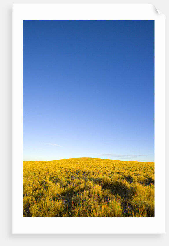 Grassland under Clear Sky by Anonymous