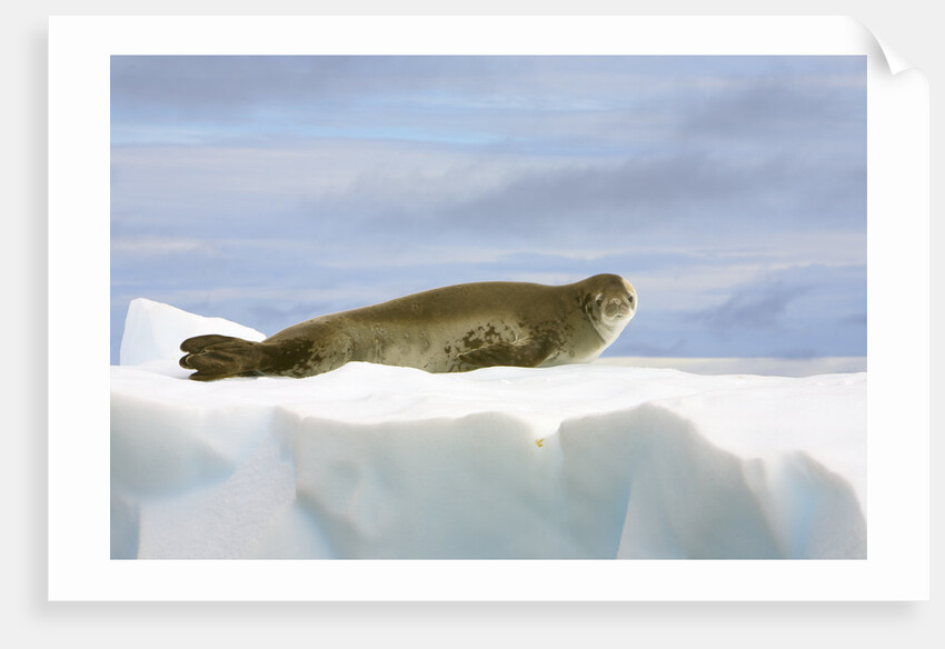 Crabeater Seal Resting on Ice by Anonymous