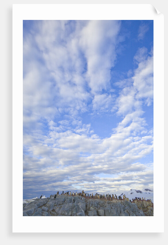 Adelie Penguin Colony on Rocky Landscape by Anonymous
