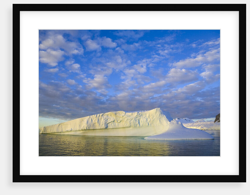 Wiggins Glacier in Early Evening Light by Anonymous