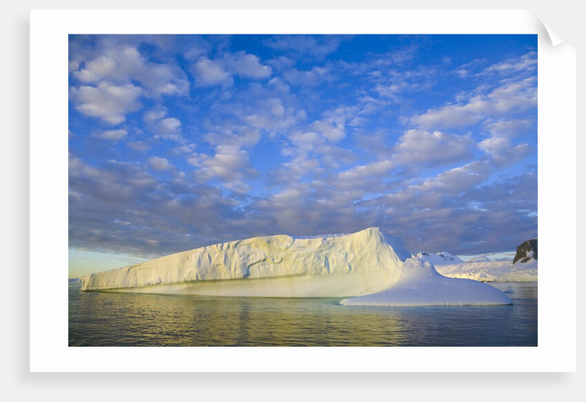 Wiggins Glacier in Early Evening Light by Anonymous