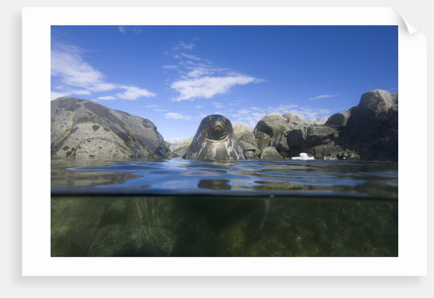 Young Weddell Seal near Coastal Rocks by Anonymous