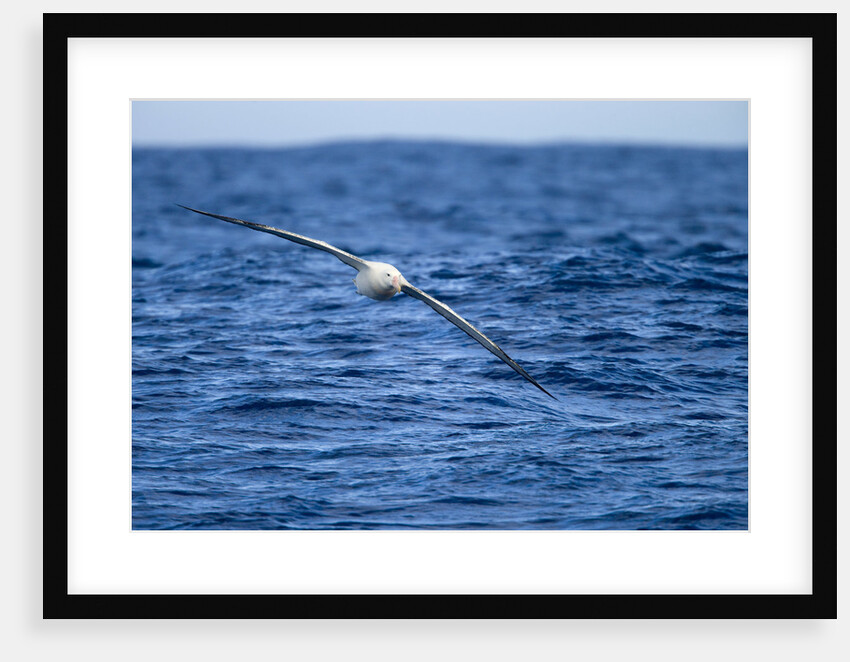 Wandering Albatross Flying above Sea by Anonymous
