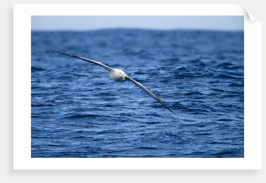 Wandering Albatross Flying above Sea by Anonymous
